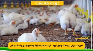 تغير مفاجئ في بورصة الدواجن اليوم.. إليك أسعار الفراخ البيضاء والبلدي والساسو الآن 1